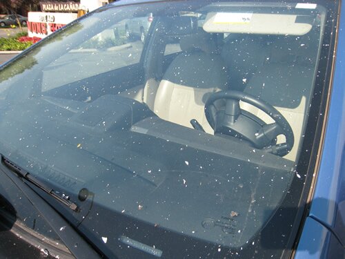 ashes on car in la canada